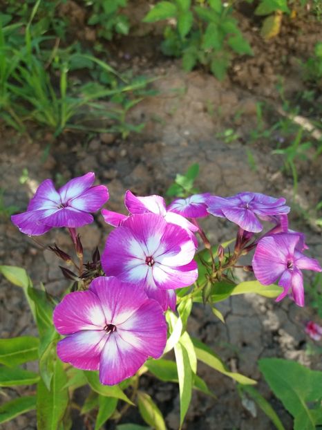  - 0Flori de interior si exterior 2018