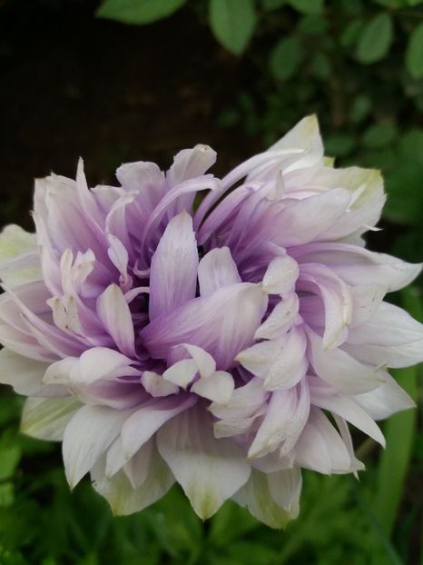  - 0Flori de interior si exterior 2018