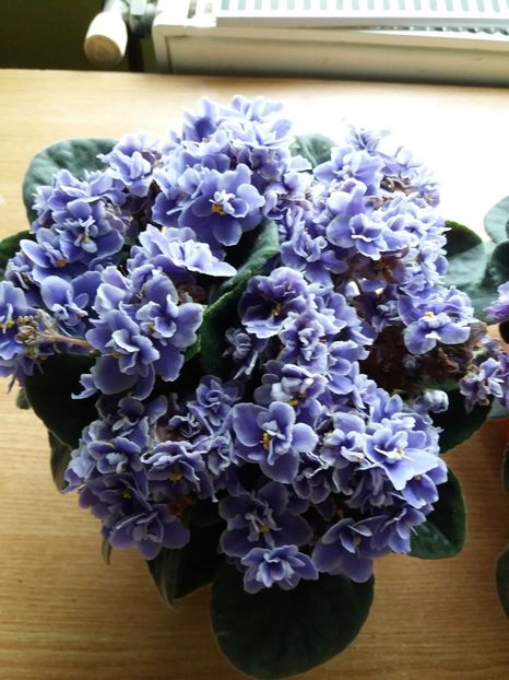  - 0Flori de interior si exterior 2018