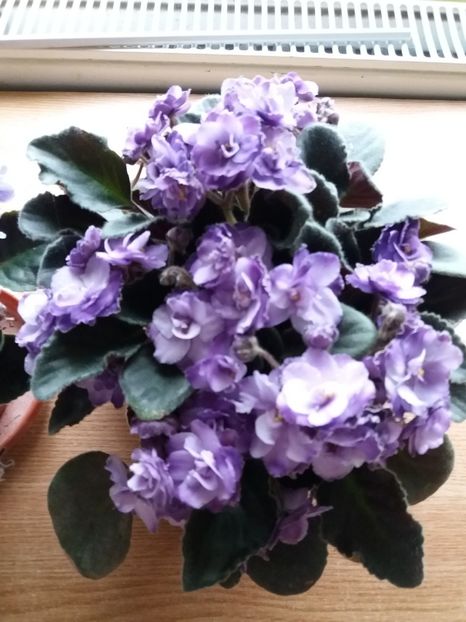  - 0Flori de interior si exterior 2018