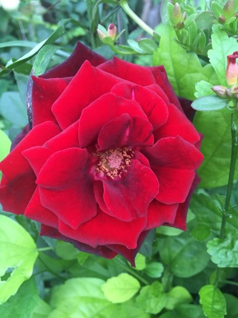 Black Beauty - Trandafiri 2018 ll