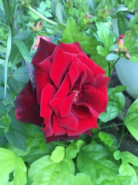 Black Beauty - Trandafiri 2018 ll