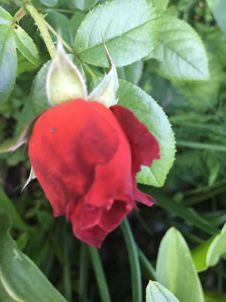 Maro - Trandafiri 2018 ll