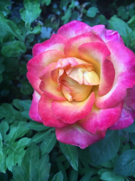 Alinka - Trandafiri 2018 ll