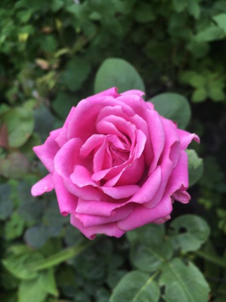 Meizer F - Trandafiri 2018 ll