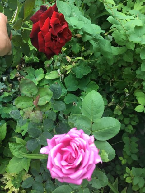 Meizer și Black - Trandafiri 2018 ll