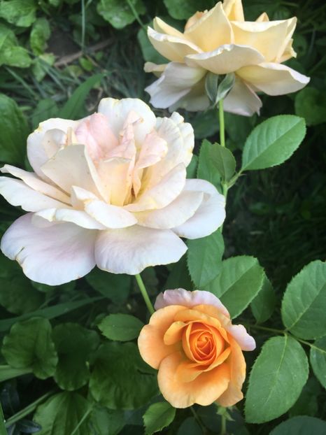 Remy Martin - Trandafiri 2018 ll