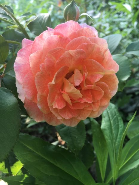 Jef - Trandafiri 2018 ll