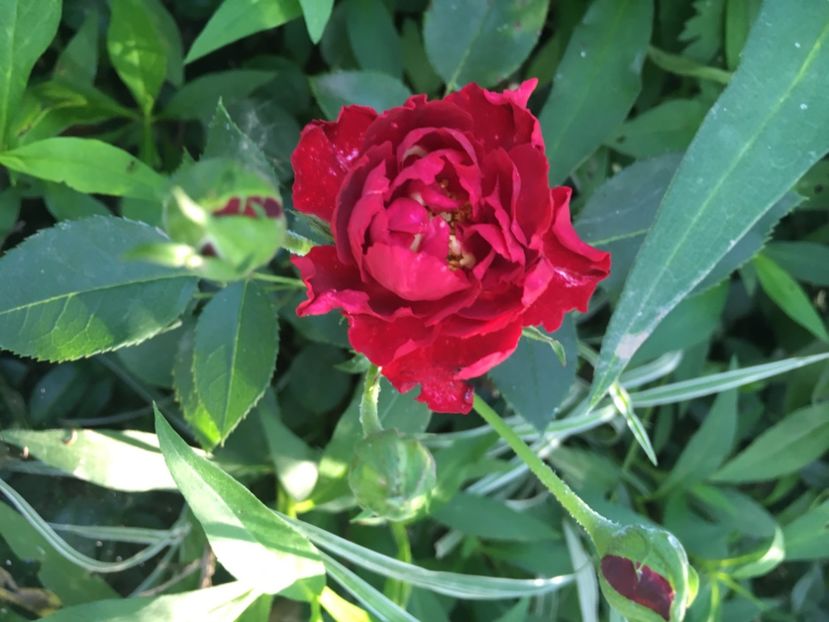 Green urcator Gradinamax - Trandafiri 2018 ll