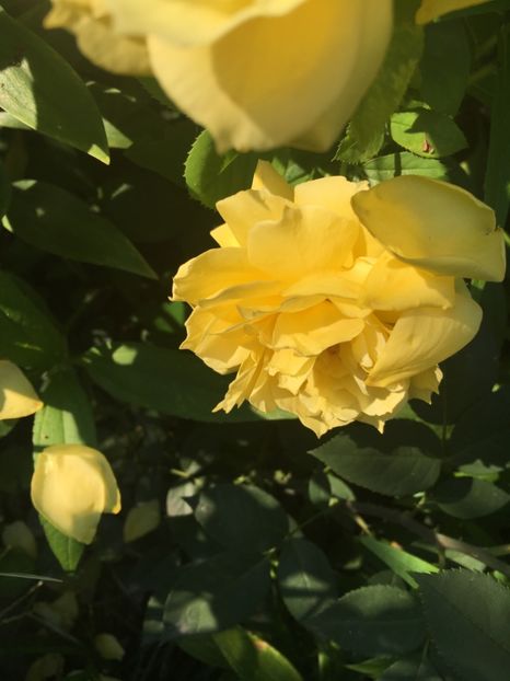 Golden - Trandafiri 2018 ll