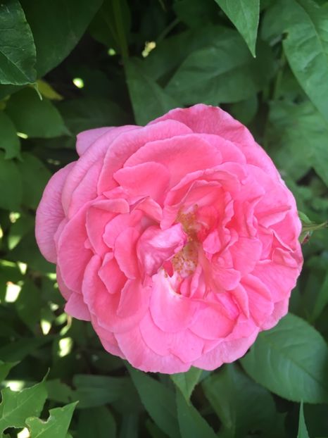 Parade - Trandafiri 2018 ll