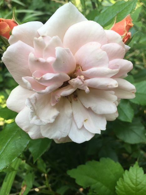 Gheisha - Trandafiri 2018 ll