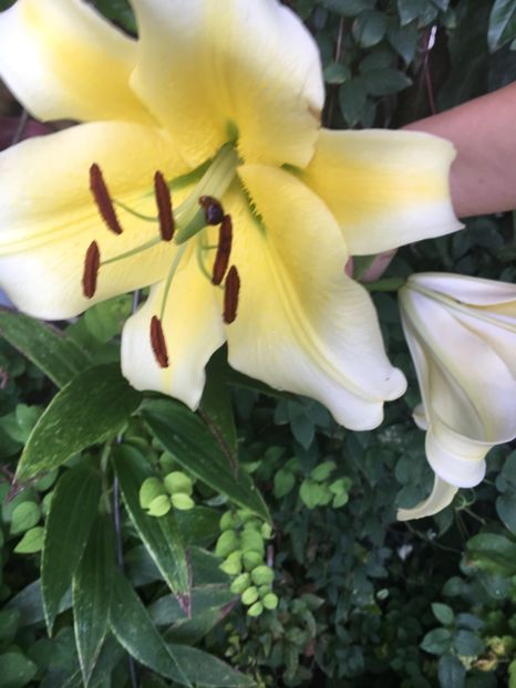 2C7E23B8-35A4-444D-8D6B-7A27895E9337 - Crini in gradina