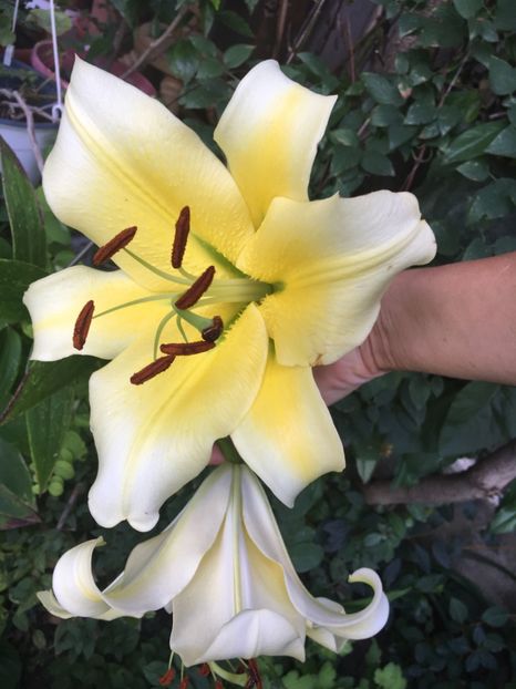 F26BB392-BB8F-4132-9469-A966C449B74D - Crini in gradina