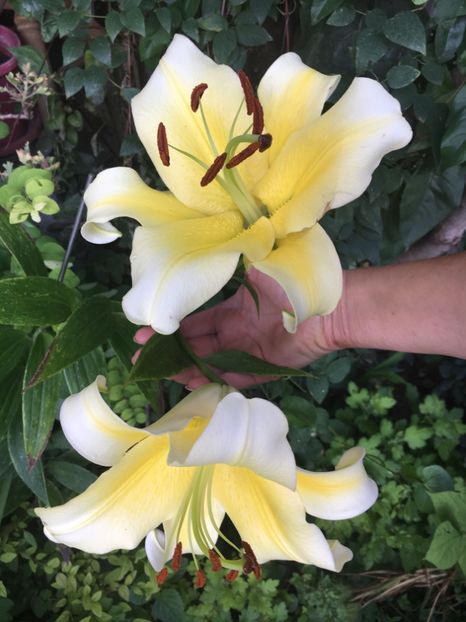 07A166A7-3343-480C-A8FE-E1E14B2F09BC - Crini in gradina