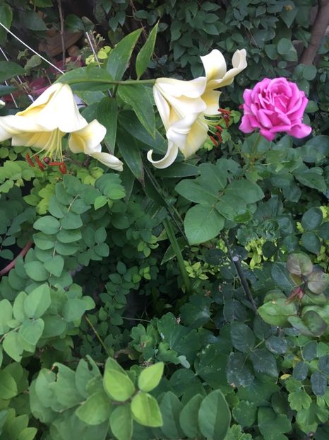 7B48E26A-437E-4748-BE25-7E3E4A139CAE - Crini in gradina