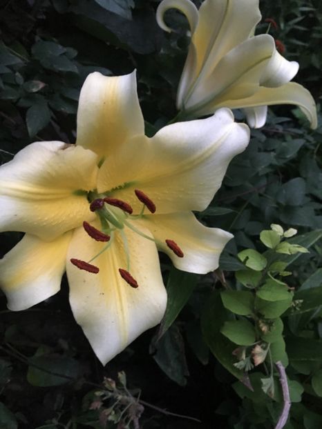 E1BCB52B-5BBA-41E7-9E16-CAD40FACF695 - Crini in gradina