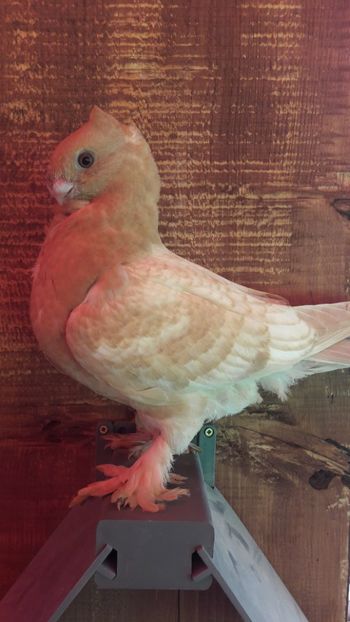  - Porumbei blondineti