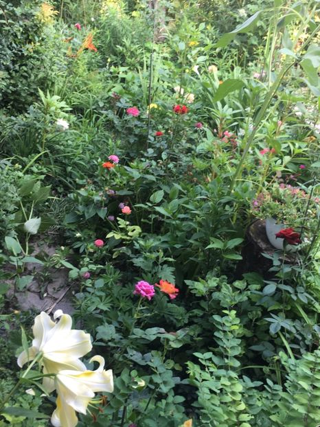 3360BAA7-2D3F-4D4D-AC9B-CC38CFD63DCD - Trandafiri 2018 ll