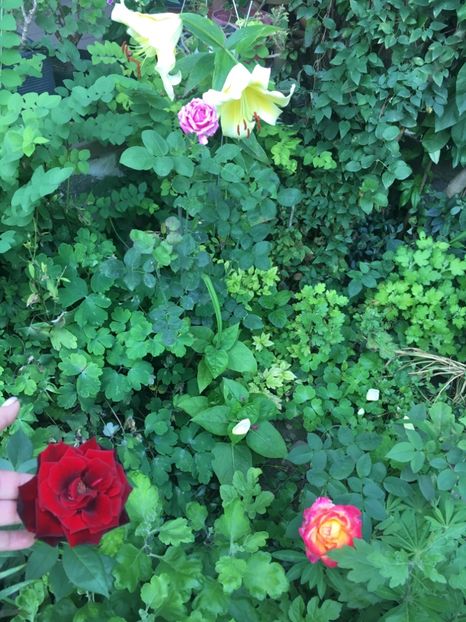 60CBB1C1-F450-457F-9683-11F705A446E2 - Trandafiri 2018 ll