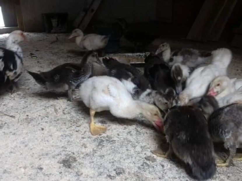 received_1731795610240993 - Rate de vanzare