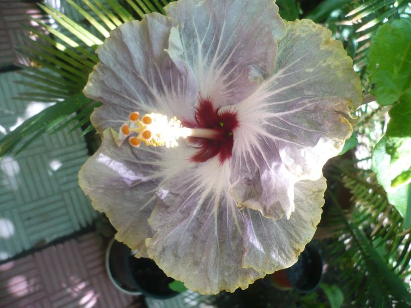 04.07.2018 - HIBISCUSI 2018-2