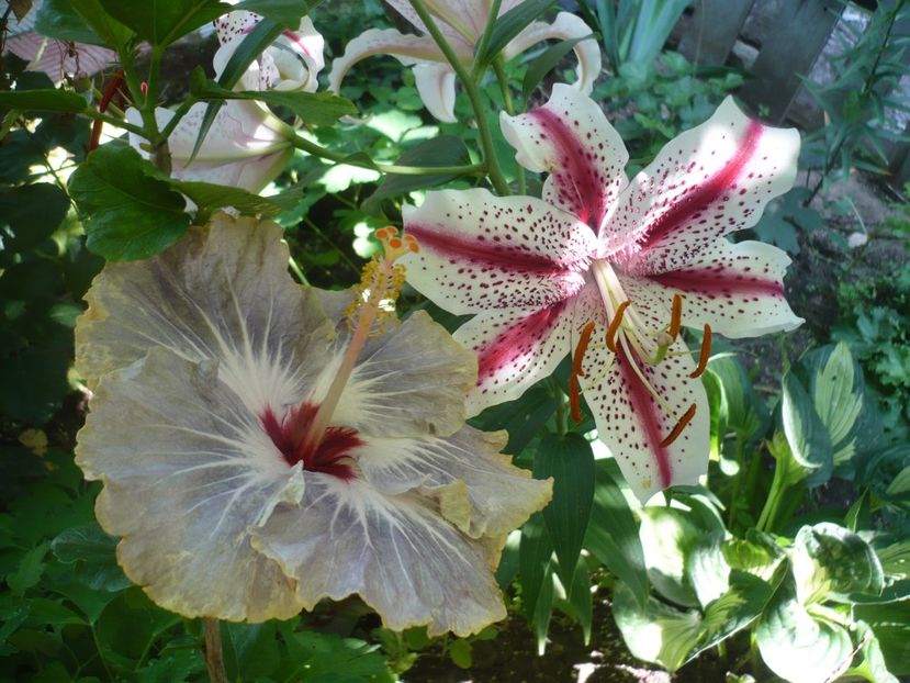 P1380514 - HIBISCUSI 2018-2