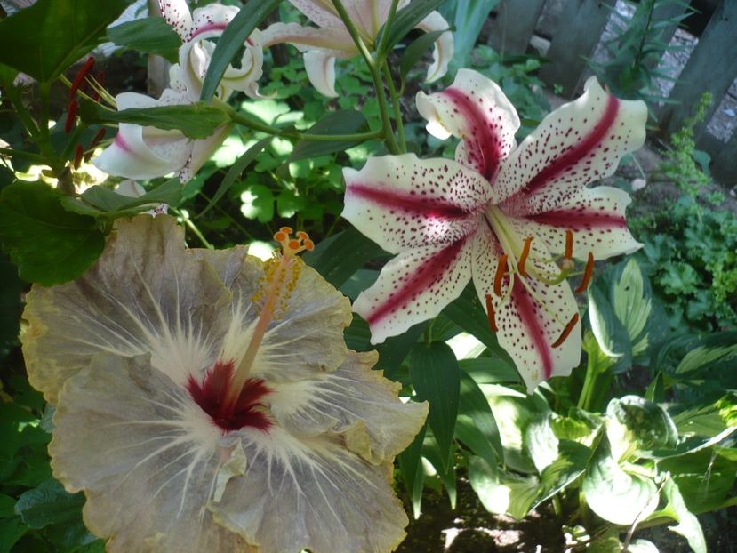 P1380515 - HIBISCUSI 2018-2