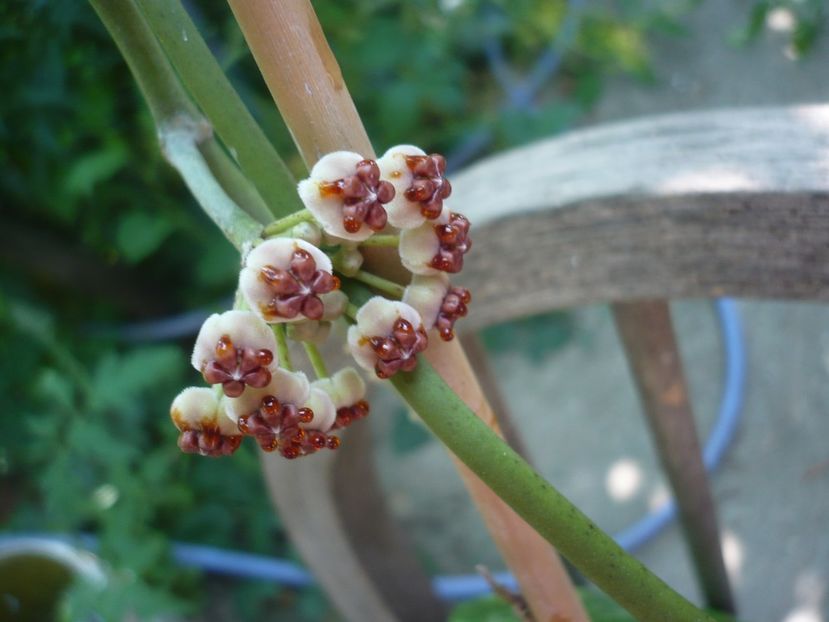 04.07.2018 - HOYA 2018-1