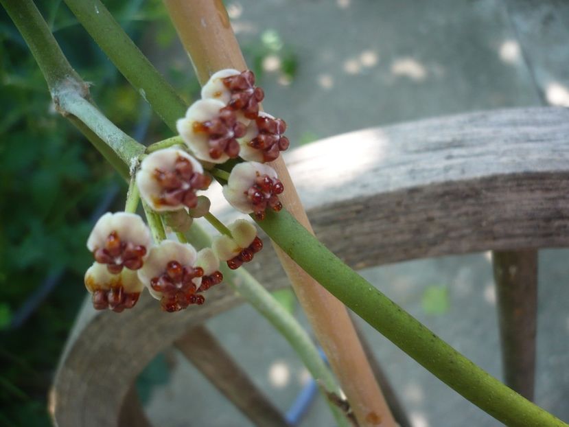 P1380518 - HOYA 2018-1