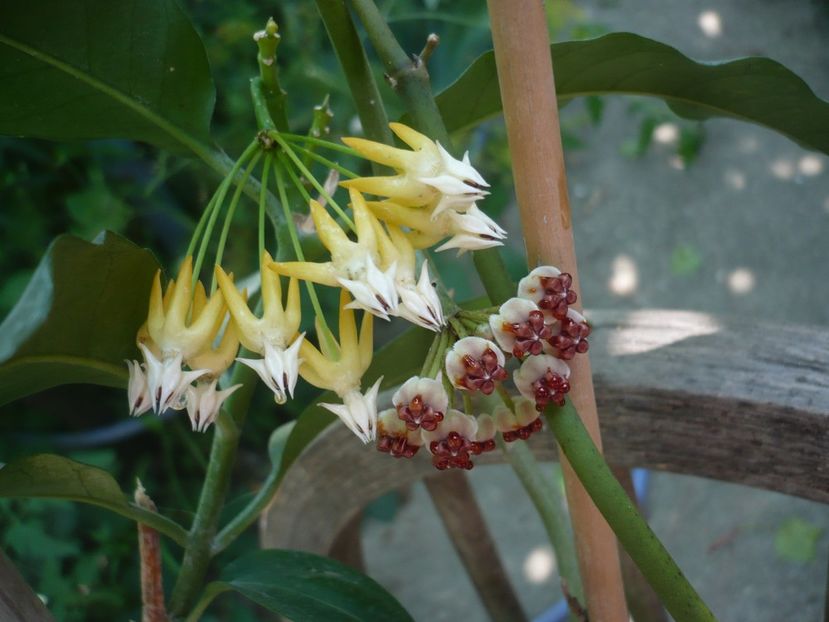 P1380520 - HOYA 2018-1