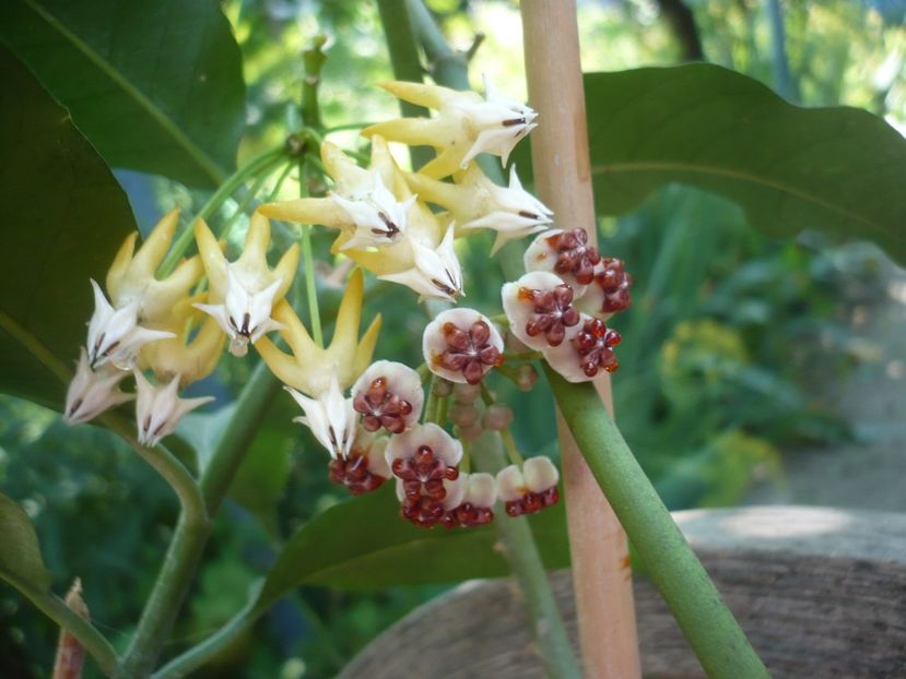 P1380522 - HOYA 2018-1