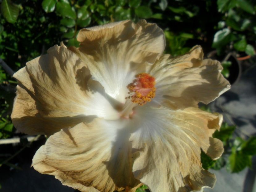  - 000-hibiscusi deosebiti