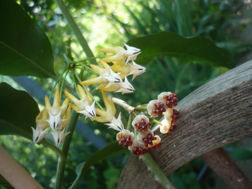 P1380523 - HOYA 2018-1