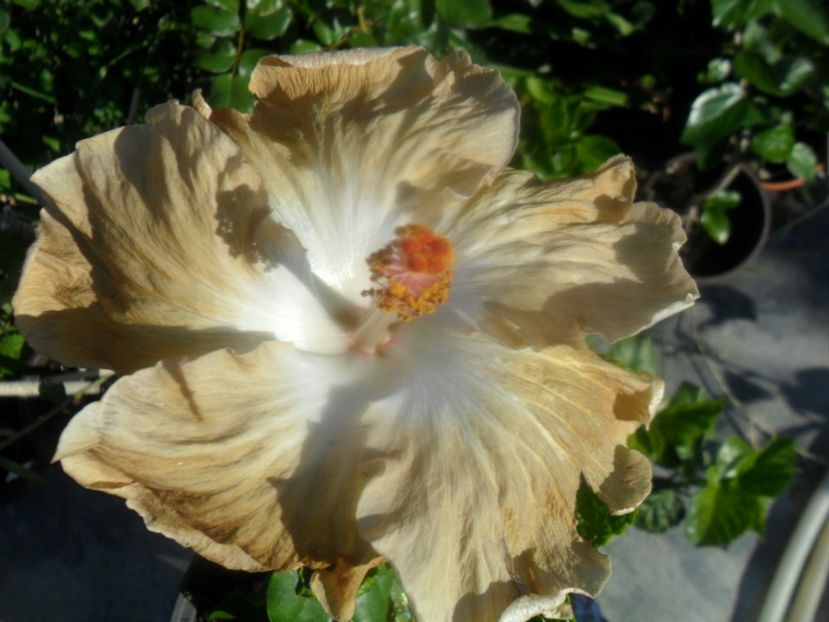  - 000-hibiscusi deosebiti