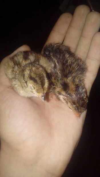  - Pui de fazan comun 2018