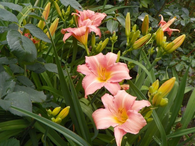 22 IUN (4) - Hemerocallis 2018