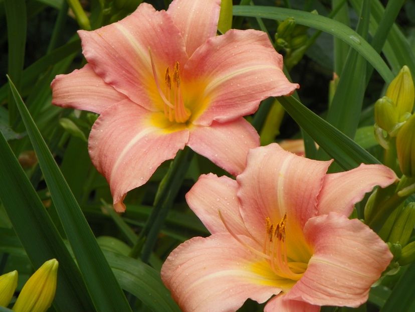 22 IUN (5) - Hemerocallis 2018