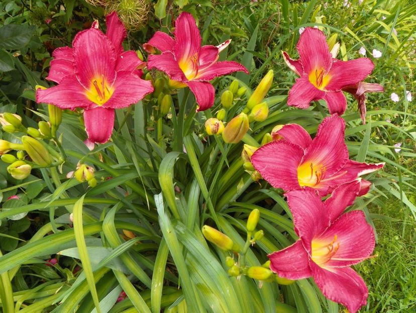 22 IUN (7) - Hemerocallis 2018