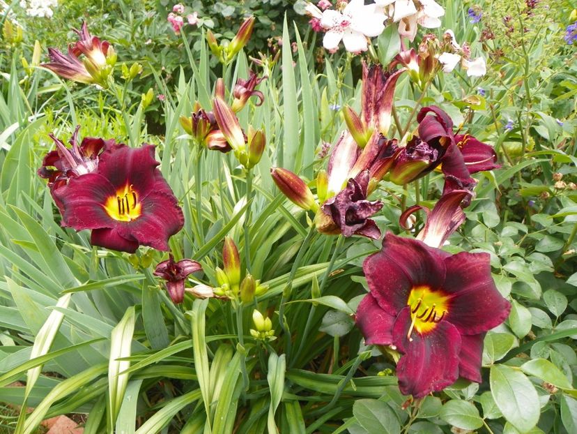 22 IUN (9) - Hemerocallis 2018