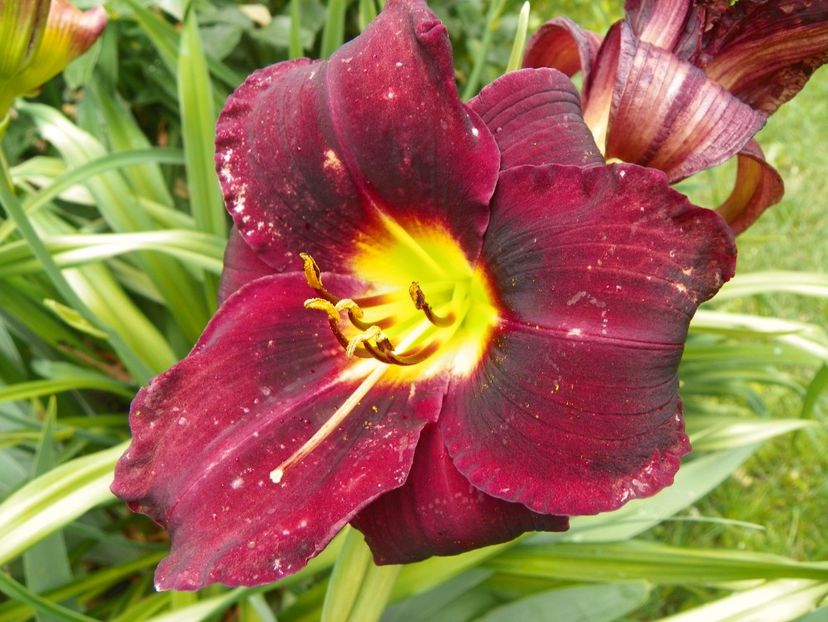 22 IUN (10) - Hemerocallis 2018