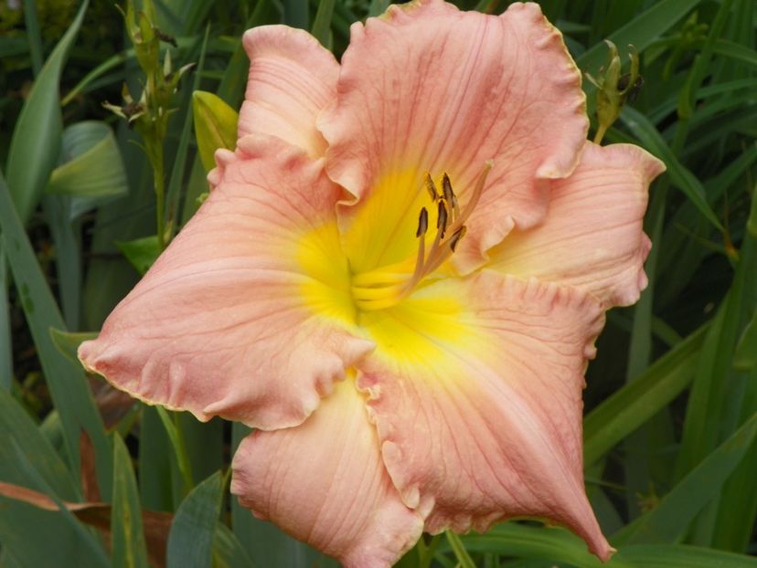 22 IUN (12) - Hemerocallis 2018