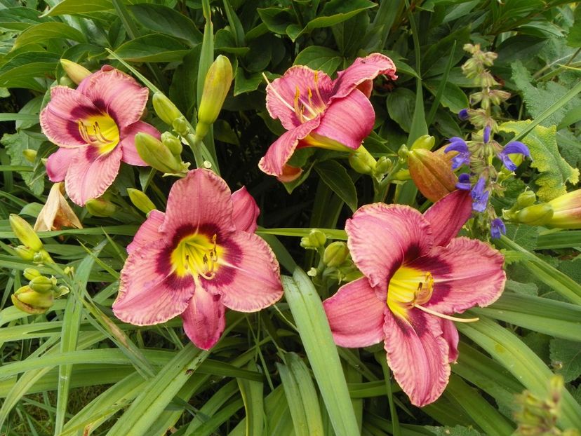 22 IUN (13) - Hemerocallis 2018