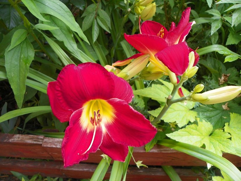 22 IUN (18) - Hemerocallis 2018