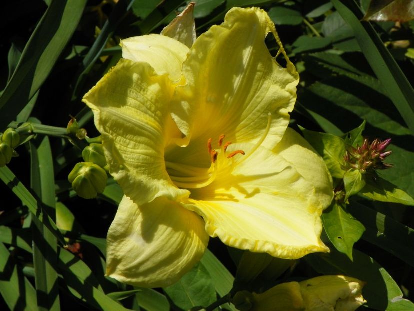 22 IUN (20) - Hemerocallis 2018