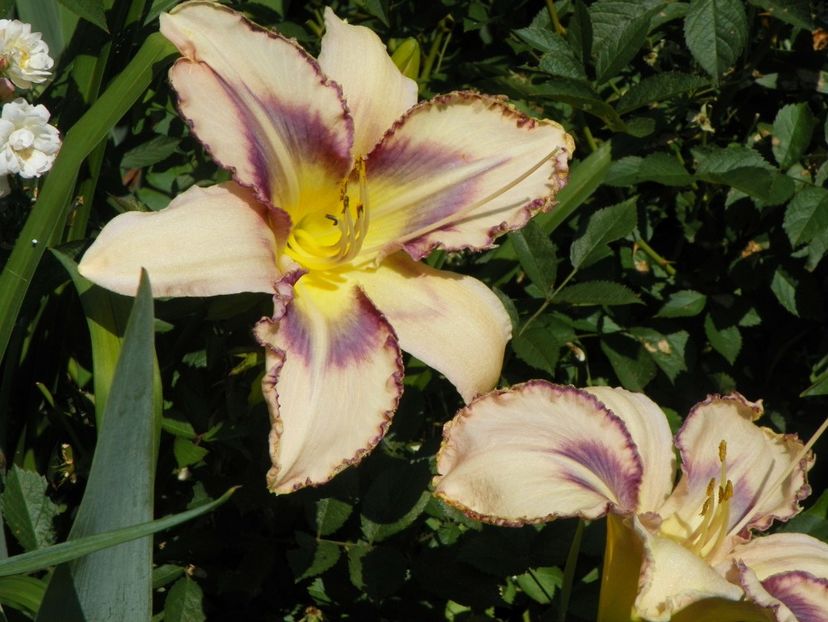 22 IUN (24) - Hemerocallis 2018