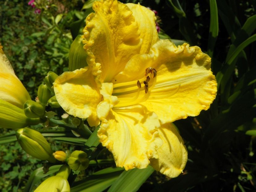 22 IUN (25) - Hemerocallis 2018