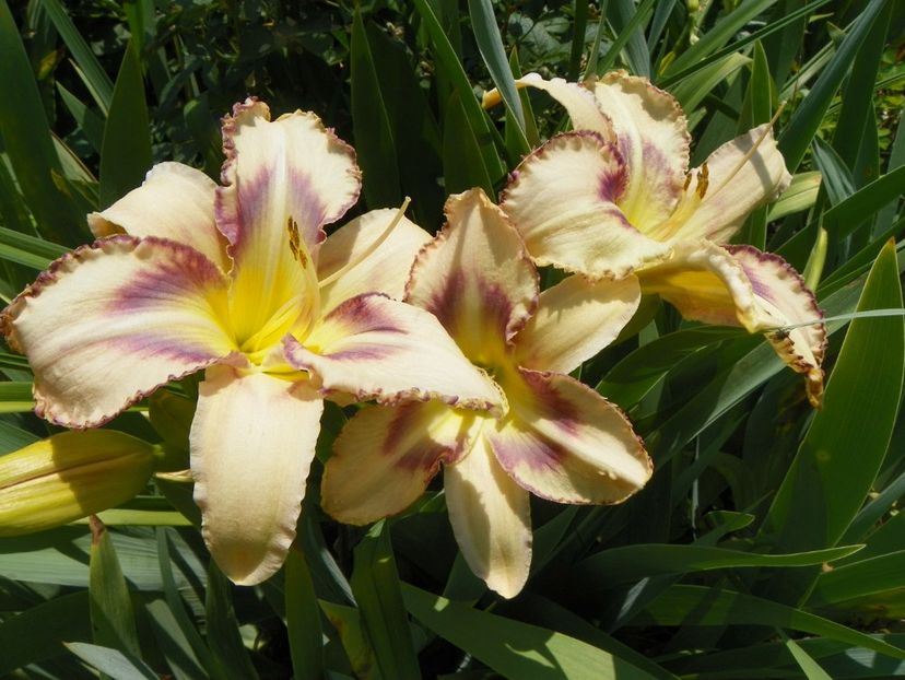 22 IUN (26) - Hemerocallis 2018