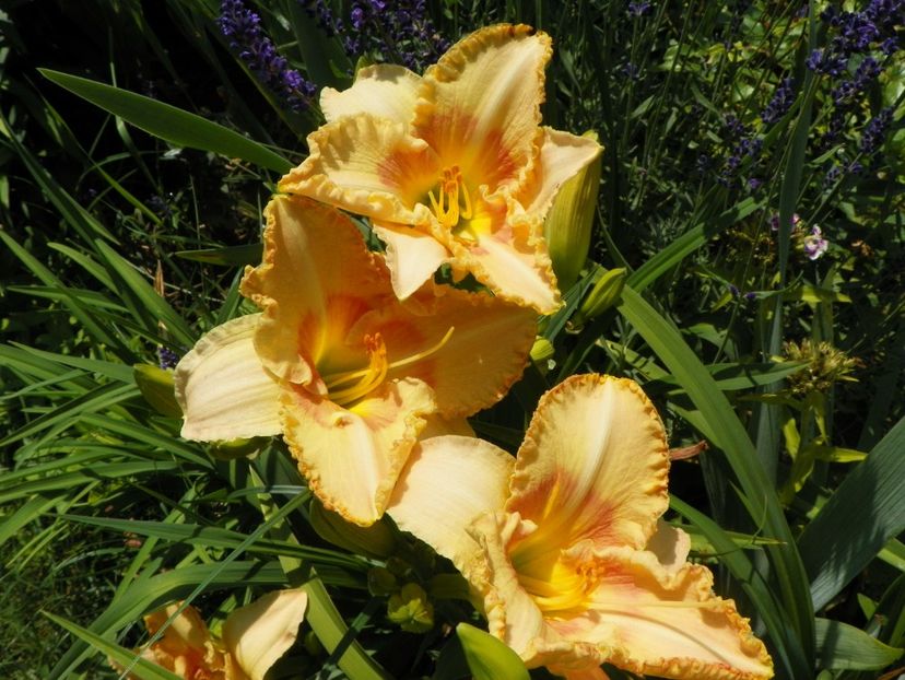 22 IUN (30) - Hemerocallis 2018