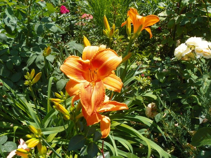 22 IUN (32) - Hemerocallis 2018